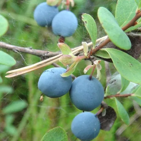 Holiday Cabin Kerimaa 121