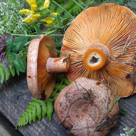 Holiday Cabin Kerimaa 121