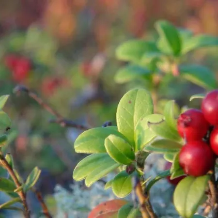 Дом отдыха Holiday Cabin Kerimaa 121 Савонлинна