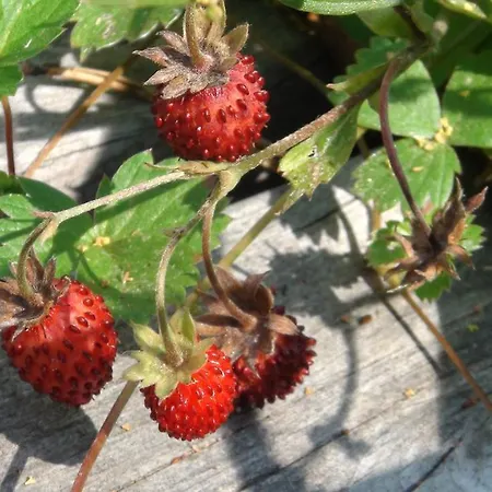 別荘 Holiday Cabin Kerimaa 121