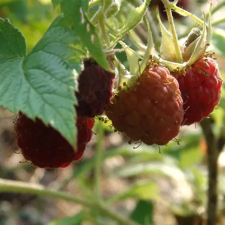 Holiday Cabin Kerimaa 121 *