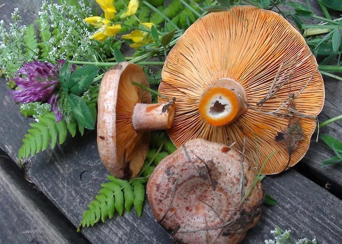 Holiday Cabin Kerimaa 121