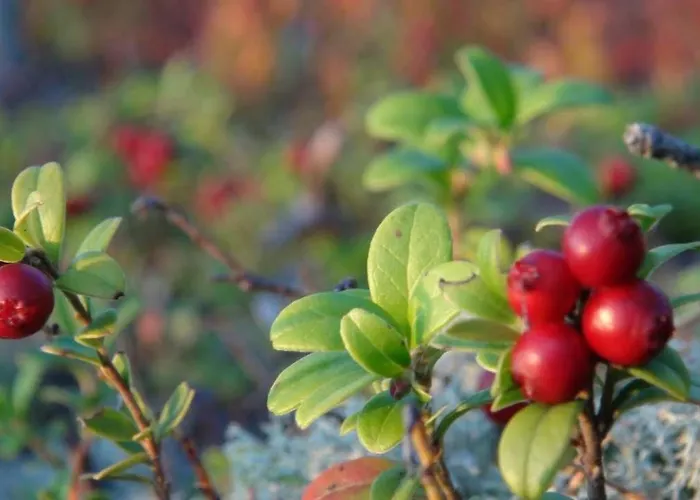 Tatil Evi Holiday Cabin Kerimaa 121 Savonlinna