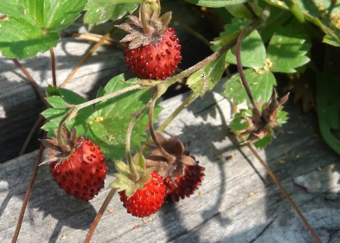 Tatil Evi Holiday Cabin Kerimaa 121